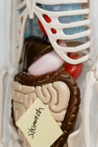 Digestive System improve stress and health